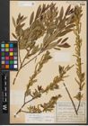 Foto von Salix triandra subsp. amygdalina (L.) Schübl. & G. Martens